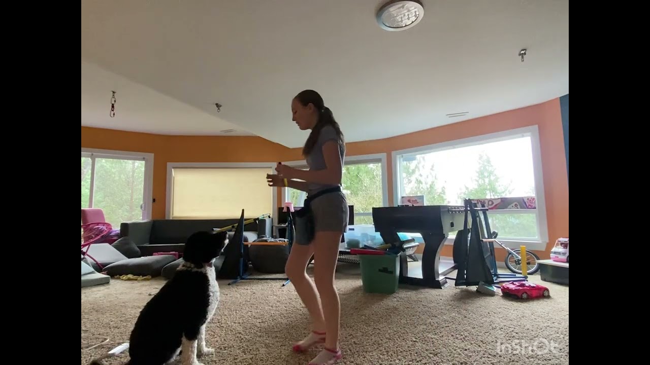 Week 1 of training Indy and Marlowe to jump ￼