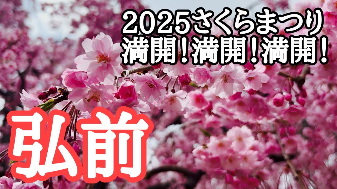 【弘前観光】GWも満開です！2025弘前公園の桜、昼夜たっぷりお届け　撮影：2025年4月24日、25日