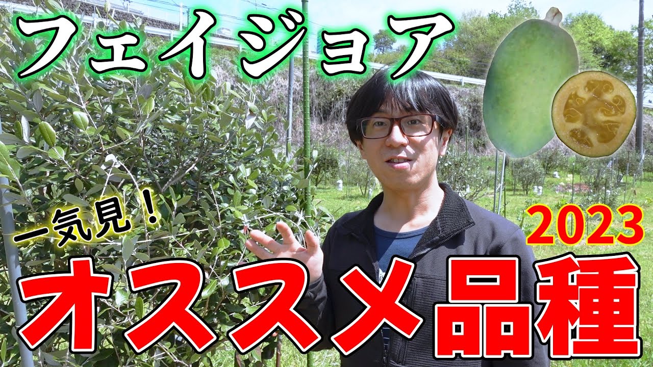 【完全版】一気見！フェイジョアのオススメ品種ランキング2023年度版。【feijoa】