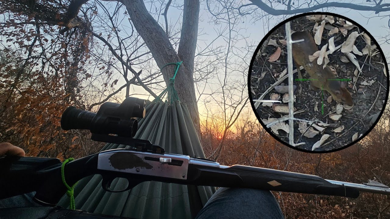 Passei a noite esperando o Veado 🦌 no p&eacute; de Jacarand&aacute;! Veio 4 Cutia 🎯