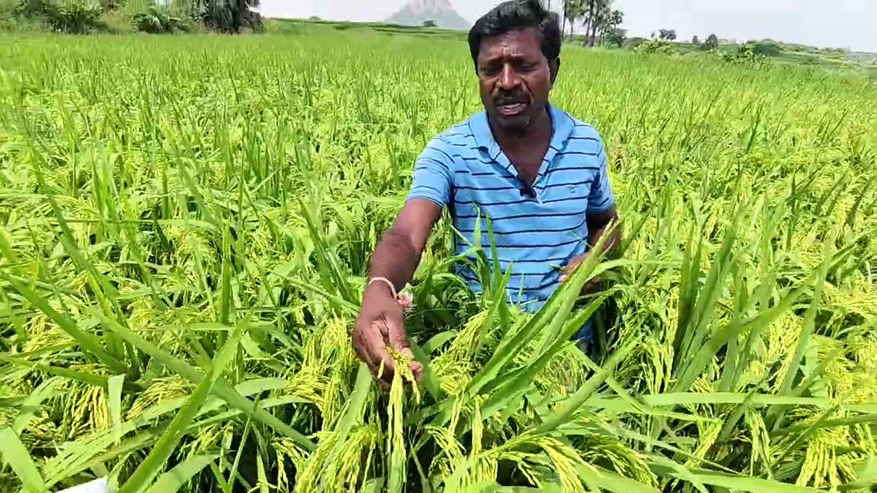 Shriram Bioseed Hybrid Paddy WAZIR,  Kharif & Rabi season suitable product
