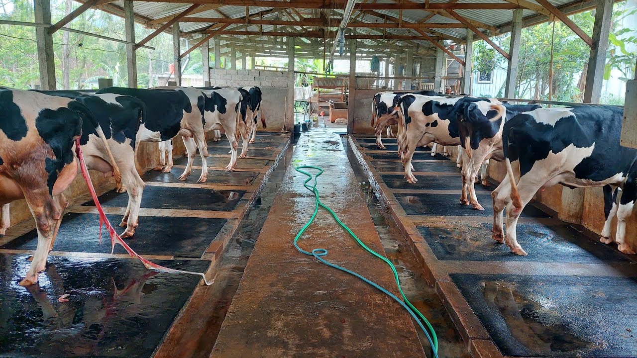 Peternakan Sapi Perah Modern Sapi Super Produksi Susu 20 liter Kandang Bagus dan Bersih