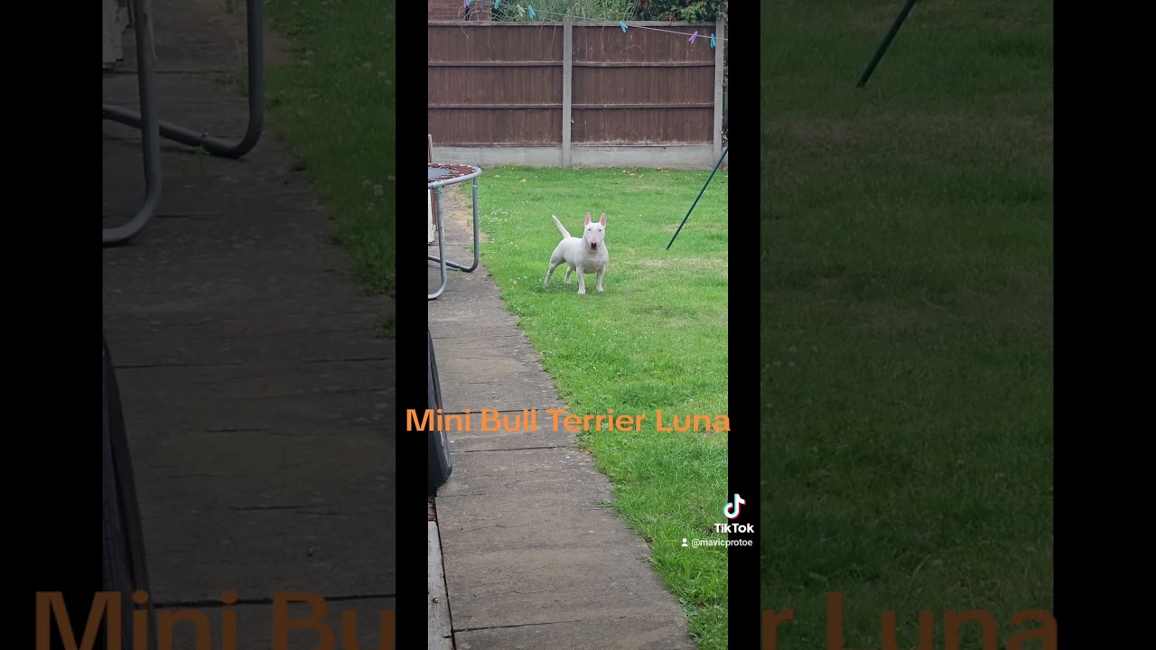 Mini Bull Terrier Luna loving life 😂👌🤟👍🤣