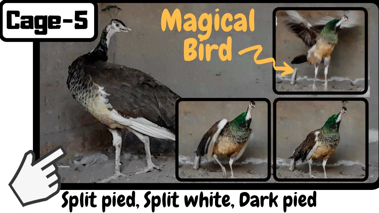 Cage 5 | White and Dark Pied | Peacock Villa