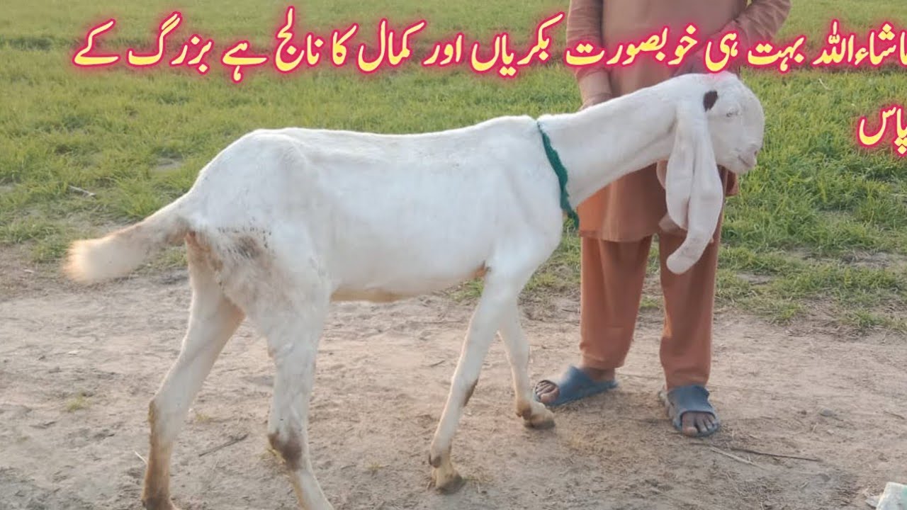 ماشاءاللہ بہت ہی خوبصورت بکریاں اور کمال کا نالج ہے بزرگ کے پاس 