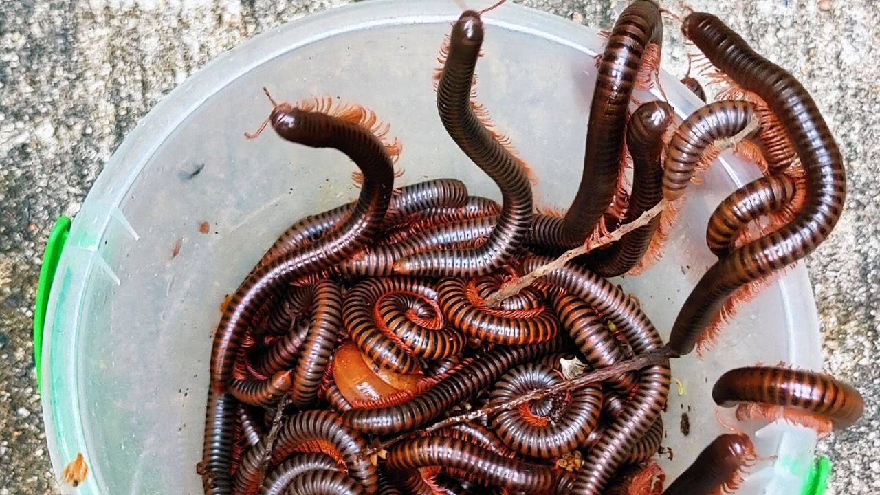 Incredible Discover and Catching of Hundreds Giant Millipedes Behind My Home
