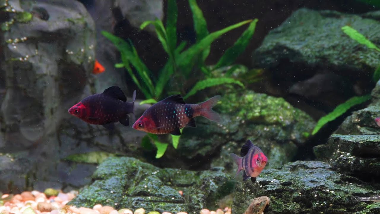 A Tour of My 29 Fish Tanks