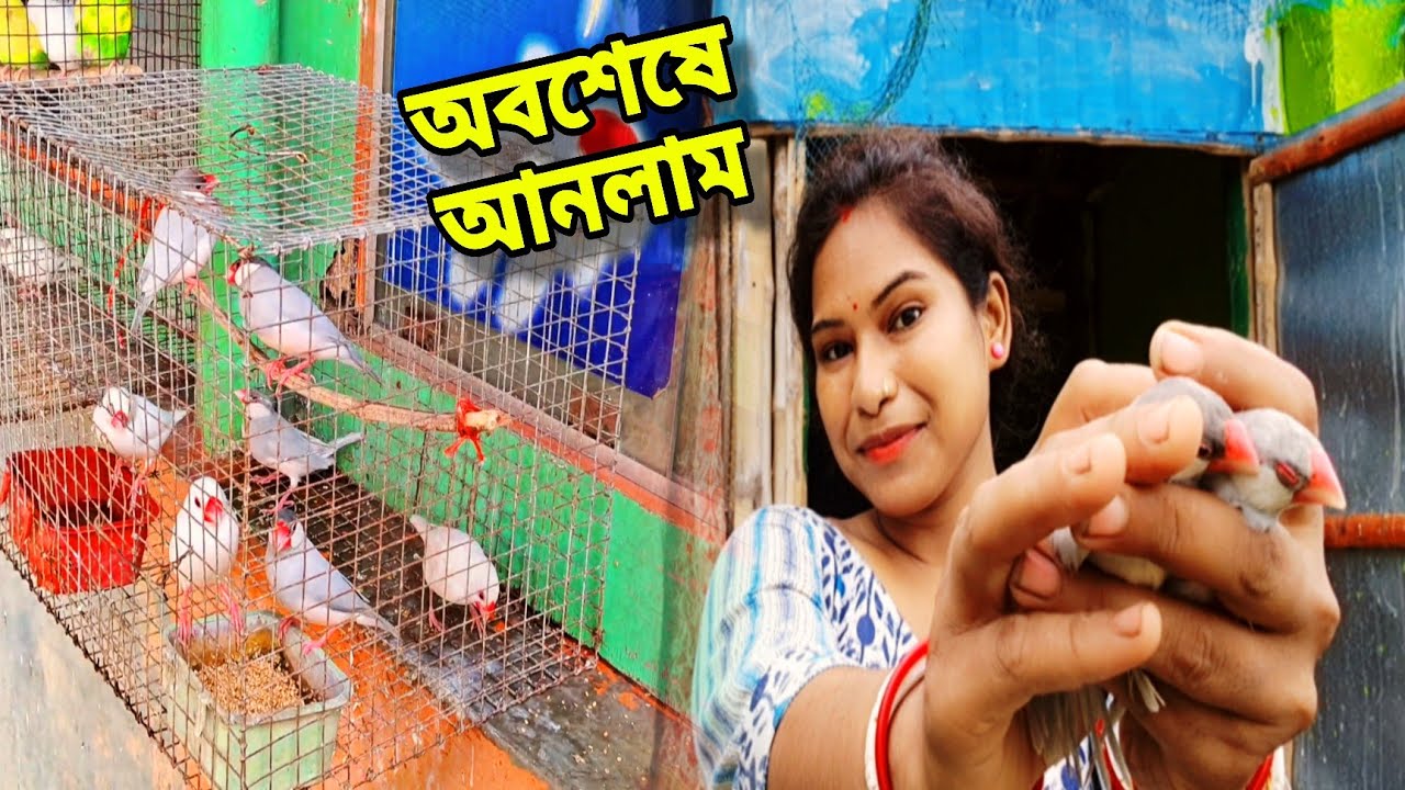 নতুন সদস্য আনলাম আমার কলোনিতে🤩🤩 || My Birds Caloni Vlog- #petsvlog #birdsvlog #newvlog 