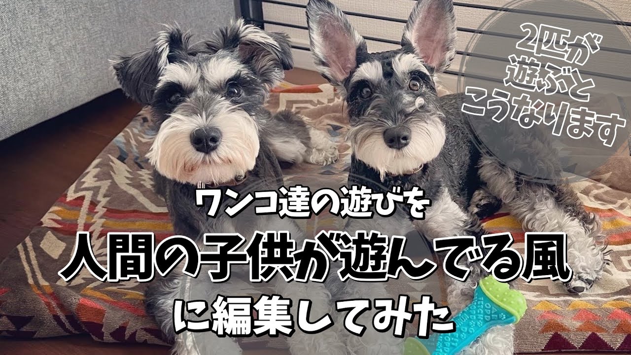 【ミニチュアシュナウザー】ミニシュナ達の遊びを人間の子供が遊んでる風に編集してみた