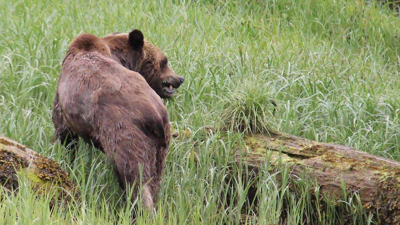 Giant Grizzly Bears at BC Khutzeymateen Inlet!! Ep. 9 - Tease 4 Two Sailing