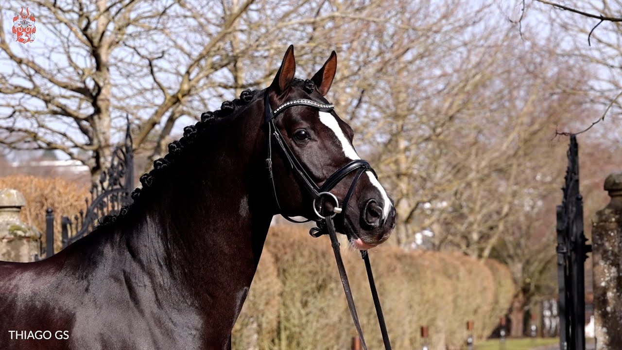 Thiago GS (Totilas x Warkant) - Stallion collection 2021 *English version*