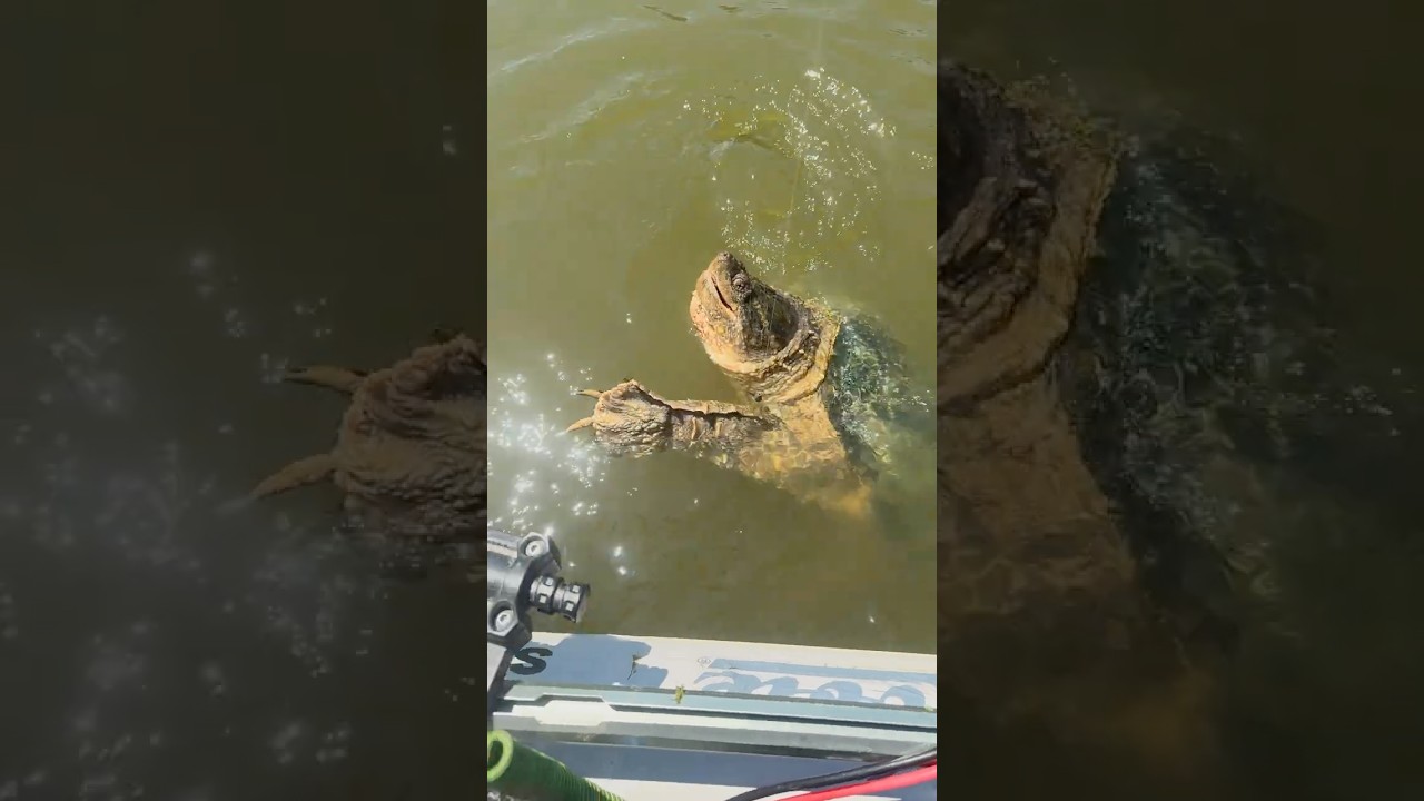 Hooked a Monster Turtle  #fishing #kayakfishing #fishingvideo #turtle #bassfishing #hobiefishing