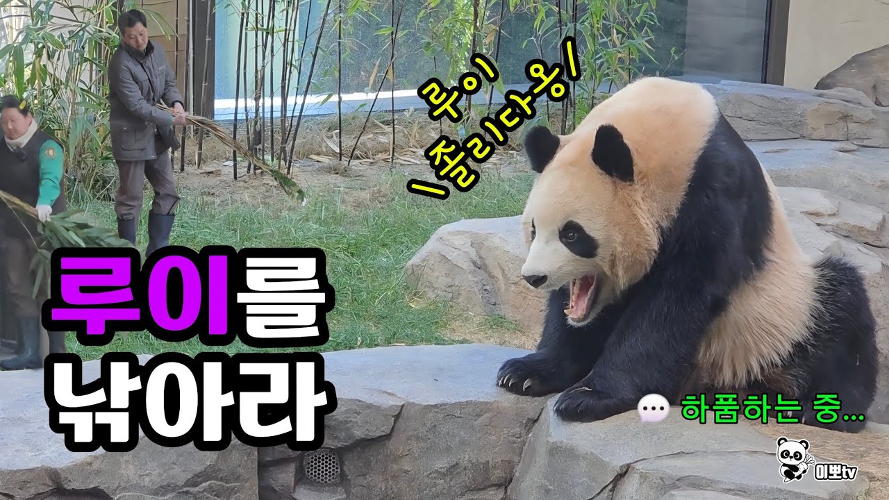 🗓20260108 세컨하우스 🎦야외활동 | 루이를 낚아라🎦💕🐼루이바오🐼후이바오💕 
