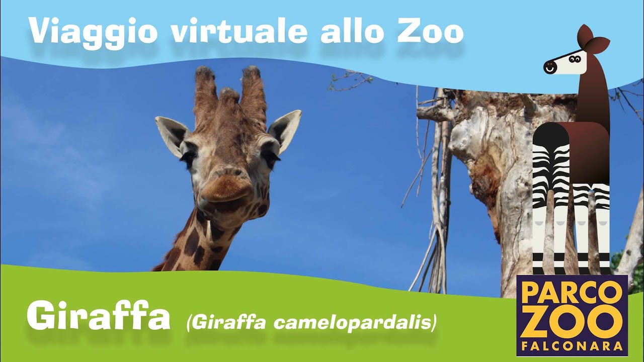 Giraffa (Giraffa camelopardalis)