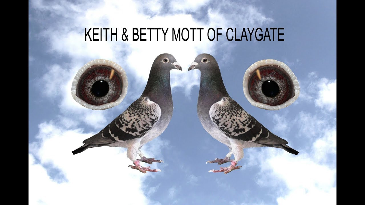 Video 414: Keith & Betty Mott of Claygate: Pigeon Pairings 2020