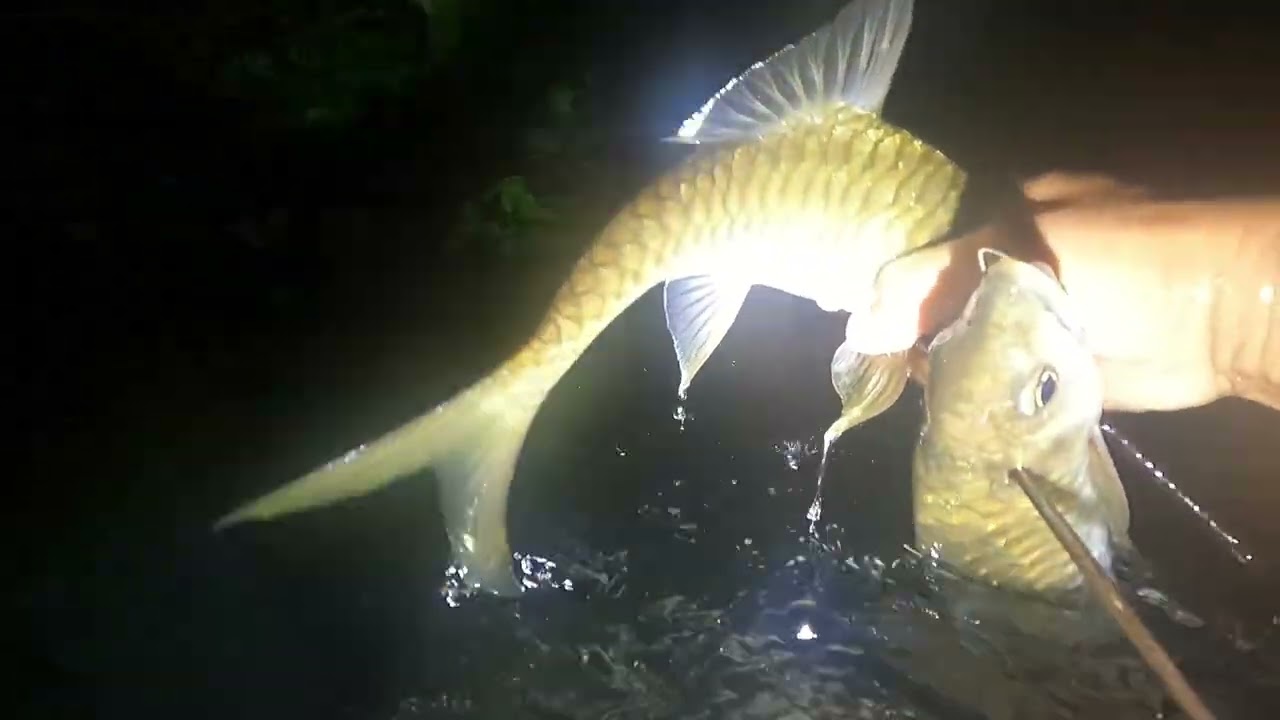3 hari 2 malam berburu mencari ikan dihulu sungai