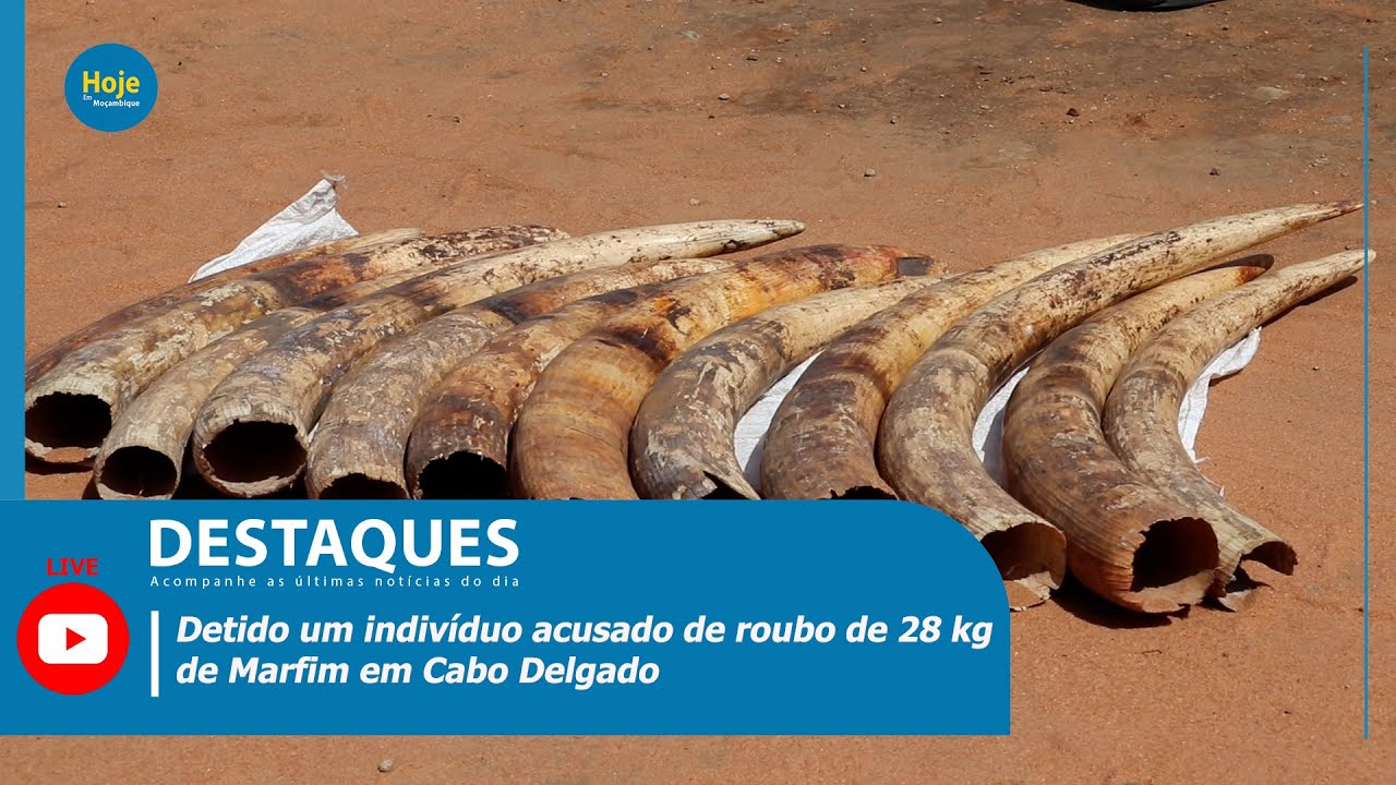 Detido um indivíduo acusado de roubo de 28 kg de Marfim em Cabo Delgado