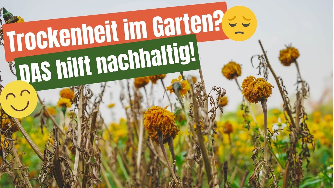 Trockenheit im Garten - so wachsen deine Pflanzen trotzdem gut 💧