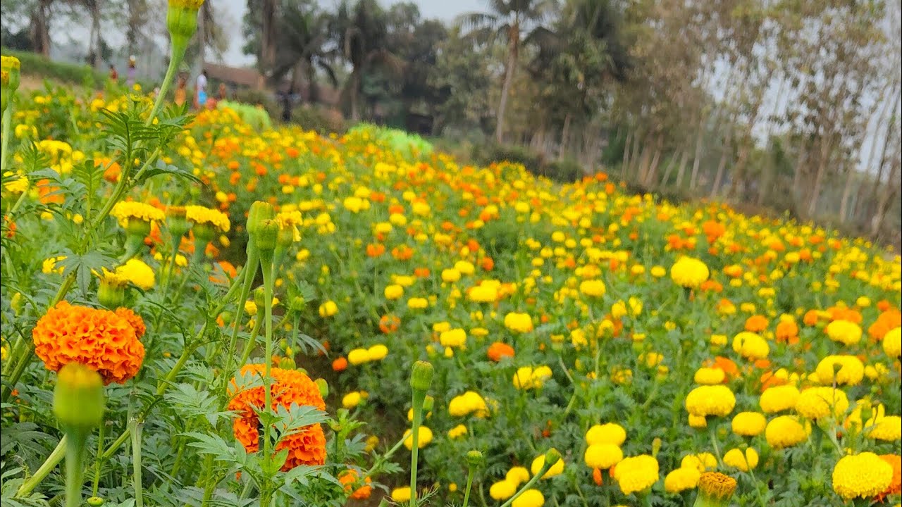 শুভ রাত্রি বন্ধুরা 🌹