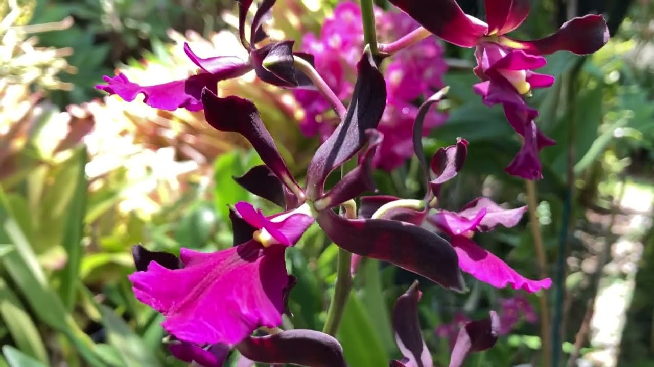 Красивое Первое Цветение Сеянцев Каттлей, Энциклия. Encyclia Atropurpurea. Encyclia cordigera.