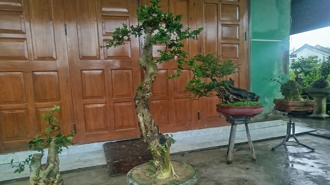 Trưa 5/3...#0349763373 ...Gl trắc nghệ.duối củ.hải châu.cánh bướm.linh sam... giá rẻ bao ship 