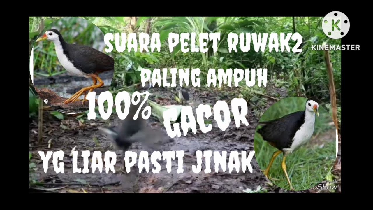 pikat ruwak2 paling ampuh