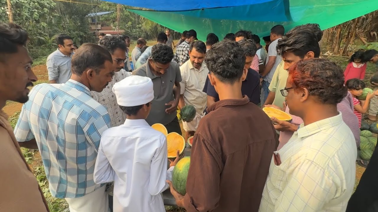 ഹംസാക്കാന്റെ തോട്ടത്തിലെ തണ്ണിമത്തൻ വിളവെടുപ്പ് | Watermelon harvesting 