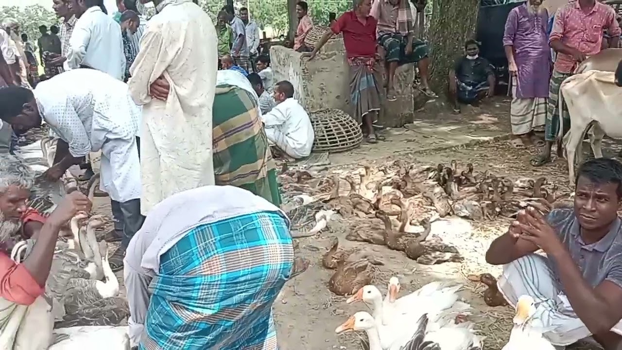নওগাঁর বিখ্যাত ধামুরহাটের হাঁসের বাজার 🦢🦢🦢🦆🦆🦆