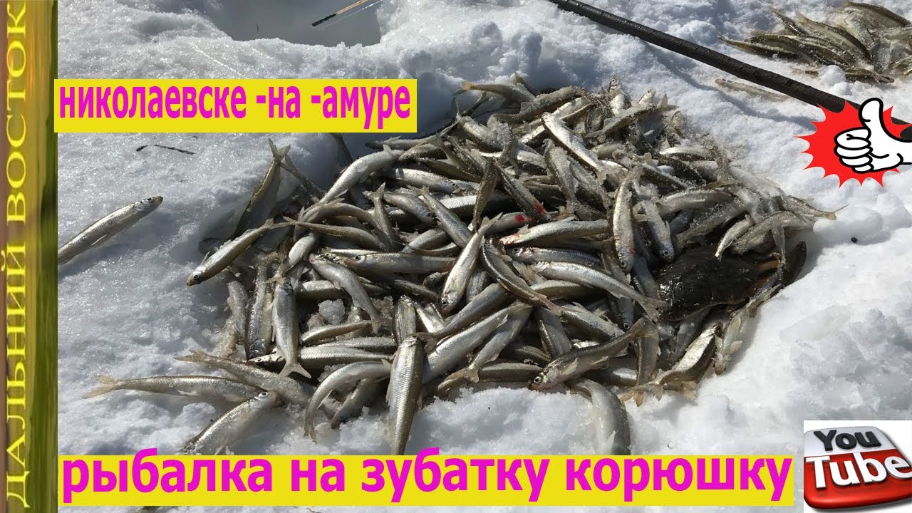 рыбалка на зубатку корюшку  в николаевске -на -амуре