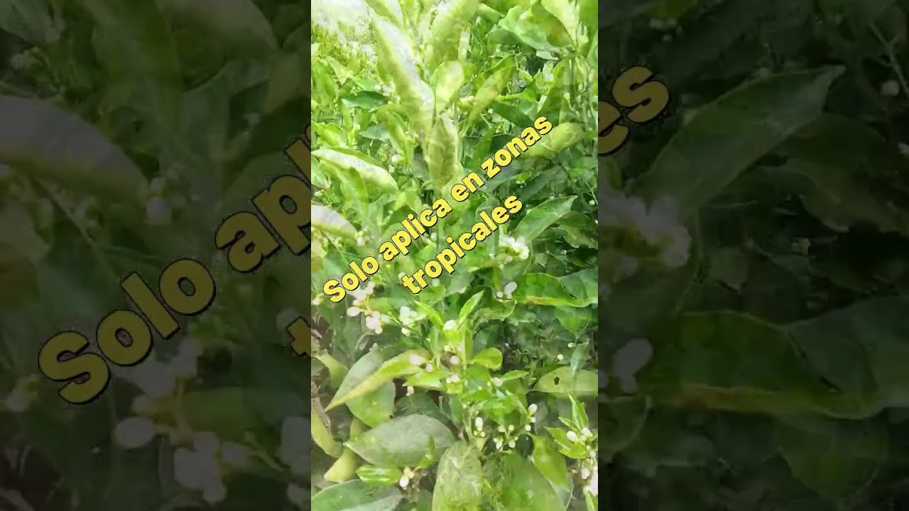 Como acelerar la floraci&oacute;n en frutales #foryou #fypシ #parati #2023 #tangerine #mandarina #citricos