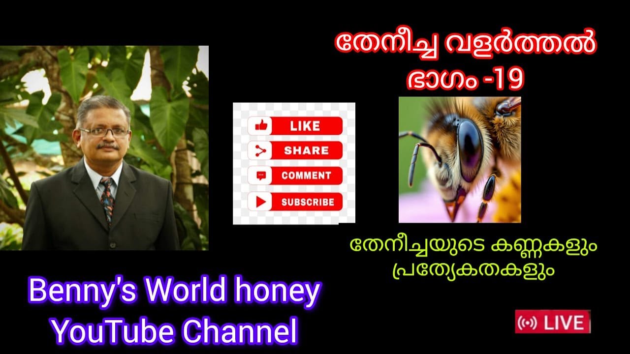 തേനീച്ച വളർത്തൽ ഭാഗം - 19 തേനീച്ചയുടെ കണ്ണുകളും പ്രത്യേകതകളും