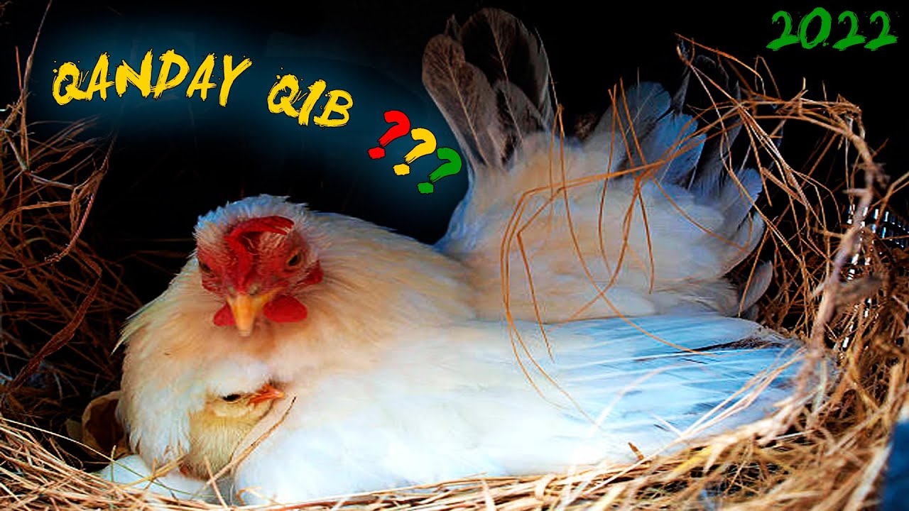 Tovuqni kurk qilish va kurk tovuq haqida foydali ma'lumotlar | @my_farm_uz