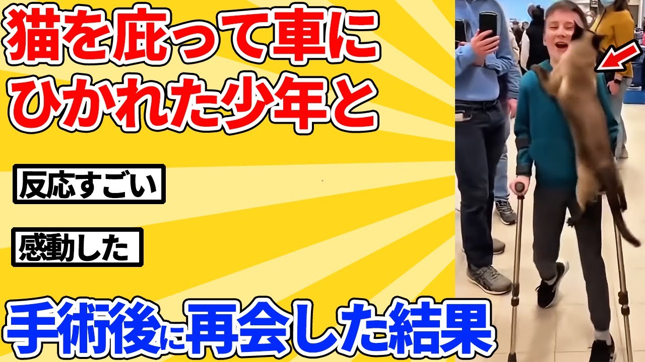【2ch動物スレ】車にひかれそうな猫を助けて犠牲になった少年→手術後、猫と再会した結果