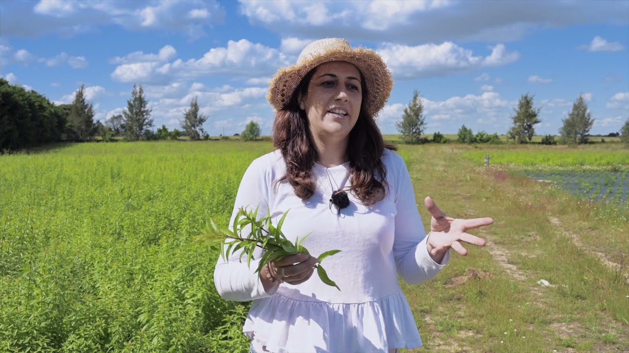 Aromas das Faias - Projeto jovem de Produção de Plantas Aromáticas