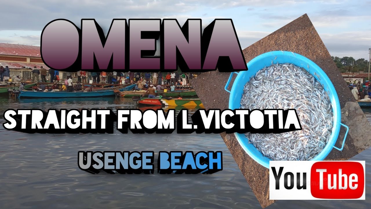 How omena/dagaa is gotten from the lake to your plate | usenge beach