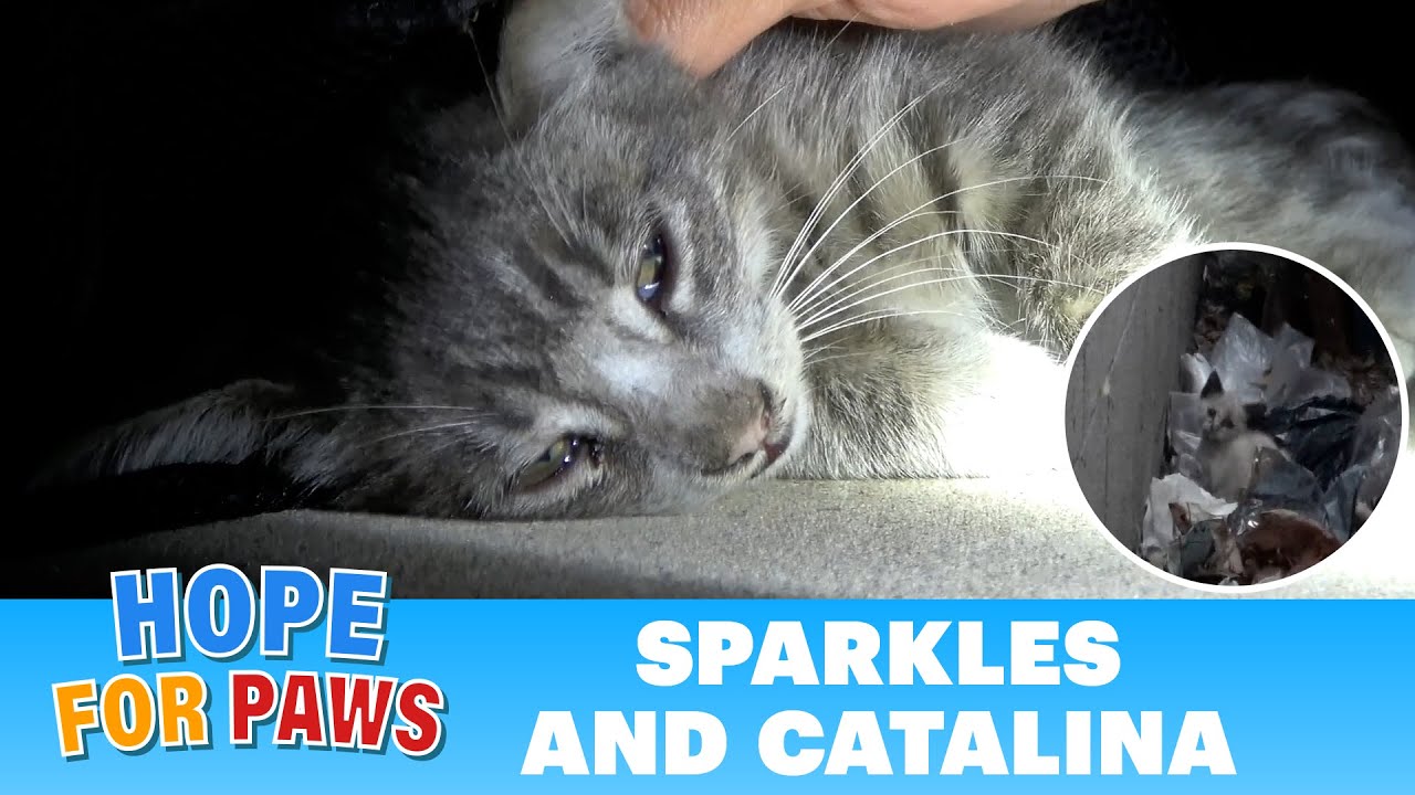 An easy rescue turns to be an emergency rescue - the end is not what you would expect. #love