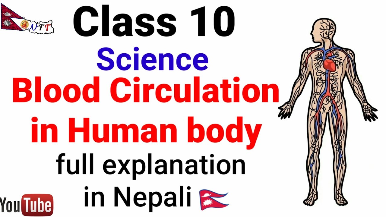 Blood Circulation in Human body in Nepali | Class 10 | Science | Complete Explanation | By Bhuwan