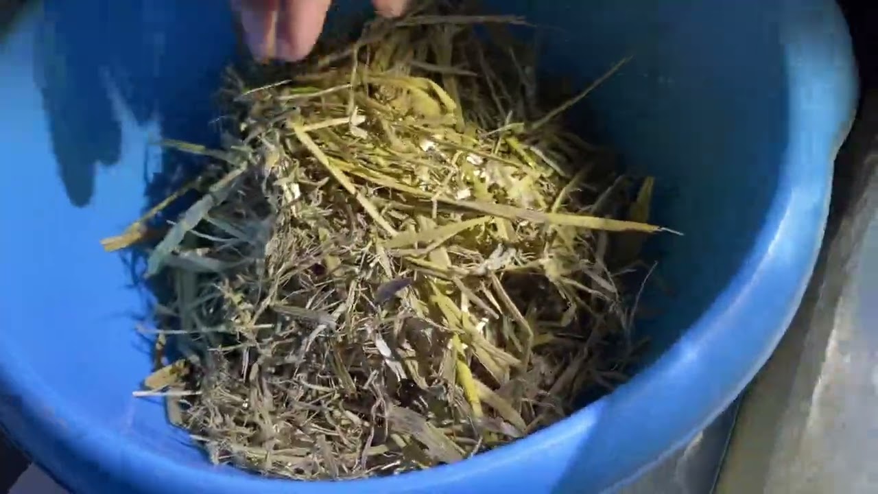 Visite chez Patrick élevage traditionnel thaïlandais en France Episode 3. reproduction et astuce