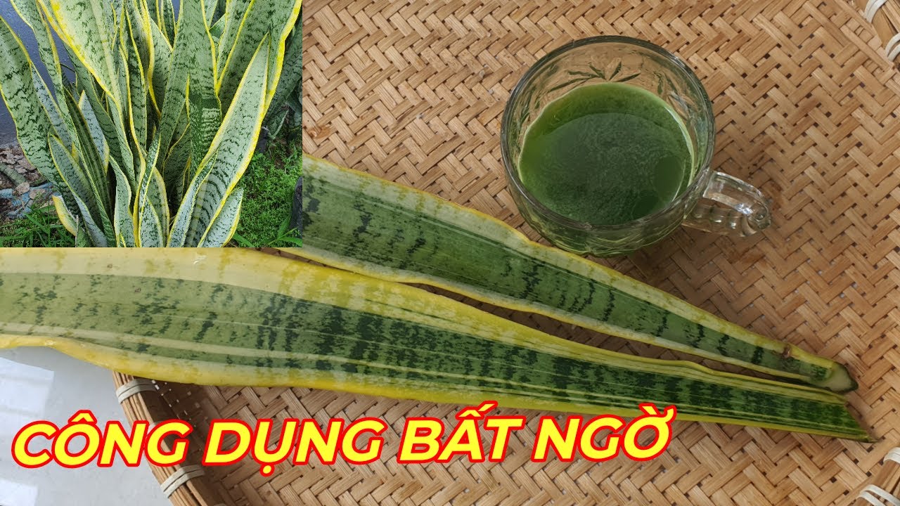 C&Acirc;Y LƯỠI HỔ-  BẤT NGỜ KHI BIẾT C&Ocirc;NG DỤNG DƯỢC LIỆU CỦA LOẠI C&Acirc;Y CẢNH nh&agrave; n&agrave;o cũng trồng.