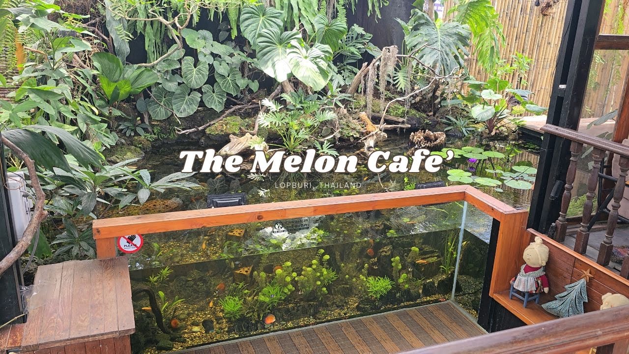 🐟 Fish Wonderland at The Melon Café Lopburi! 🌿 Tropical Vibes!