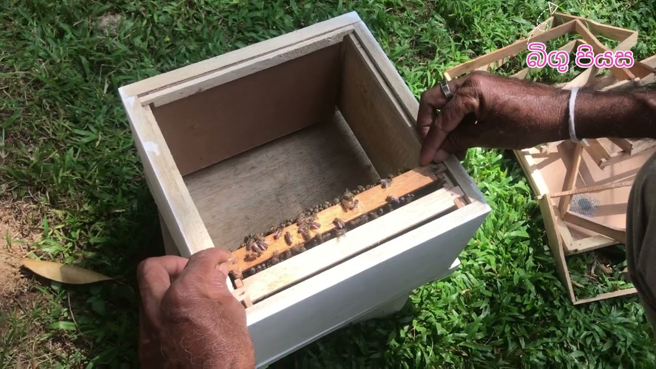 🎥 රාමු 16 පෙට්ටියකින් ජනපදයක් – කට්ටි බෙදීම | Bee Keeping Sinhala 🐝