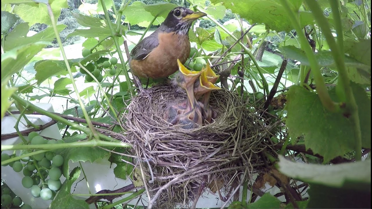 Robin Feeding Hatchlings in the Rain