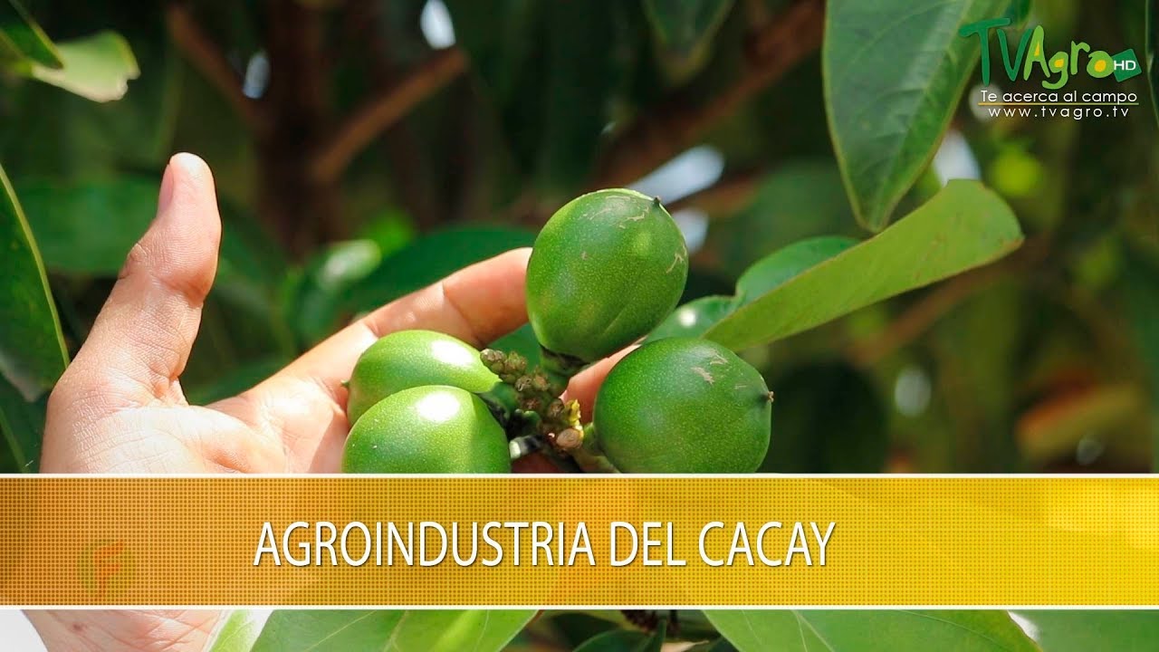 Agroindustria del Cacay- TvAgro por Juan Gonzalo Angel Restrepo
