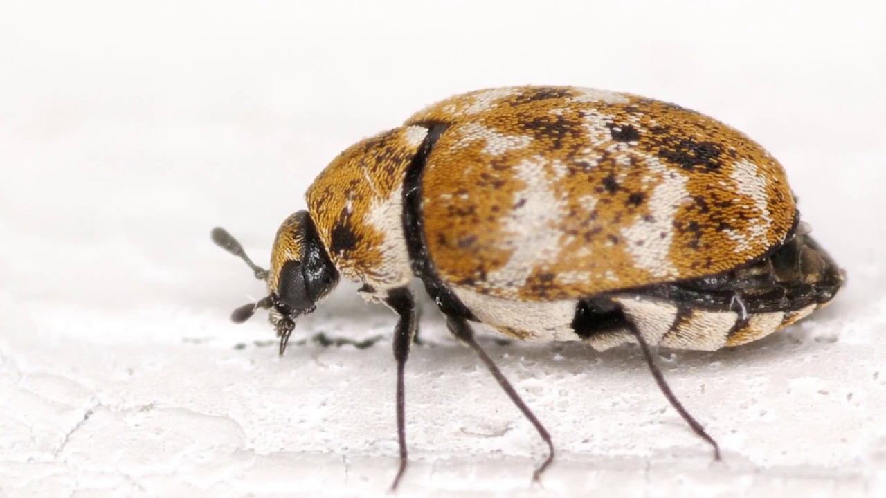 Integrated Pest Management