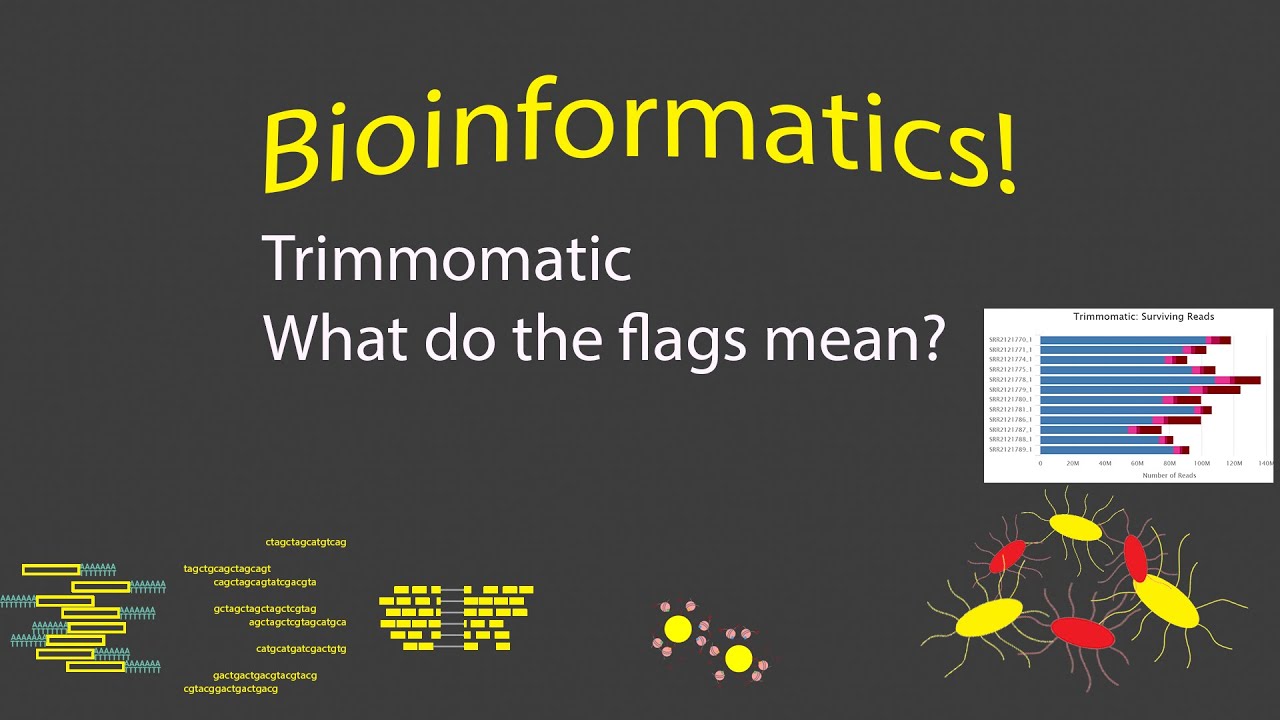 Bioinformatics - Understanding Trimmomatic