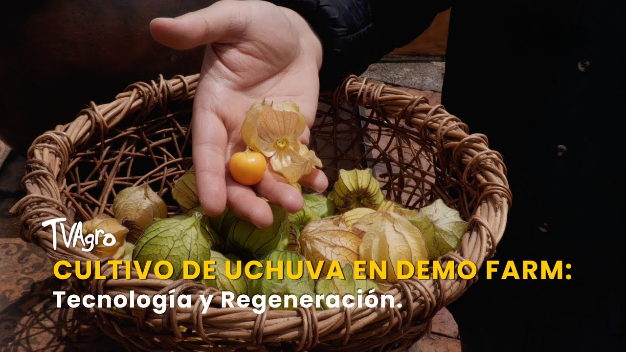 Cultivo de Uchuva en Demo Farm: Tecnología y Regeneración - TvAgro por Juan Gonzalo Angel