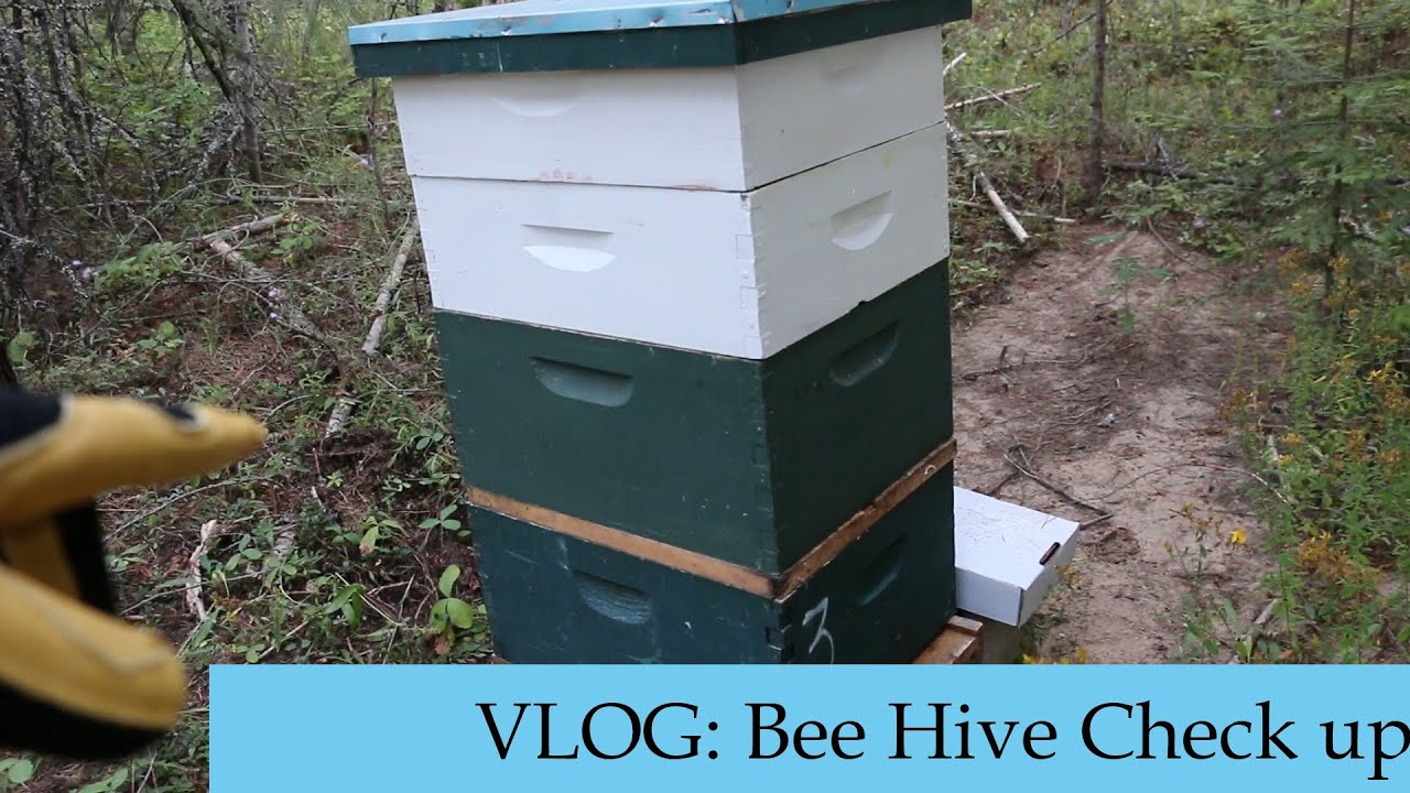 VLOG: Ep: 6 Bee Check Up