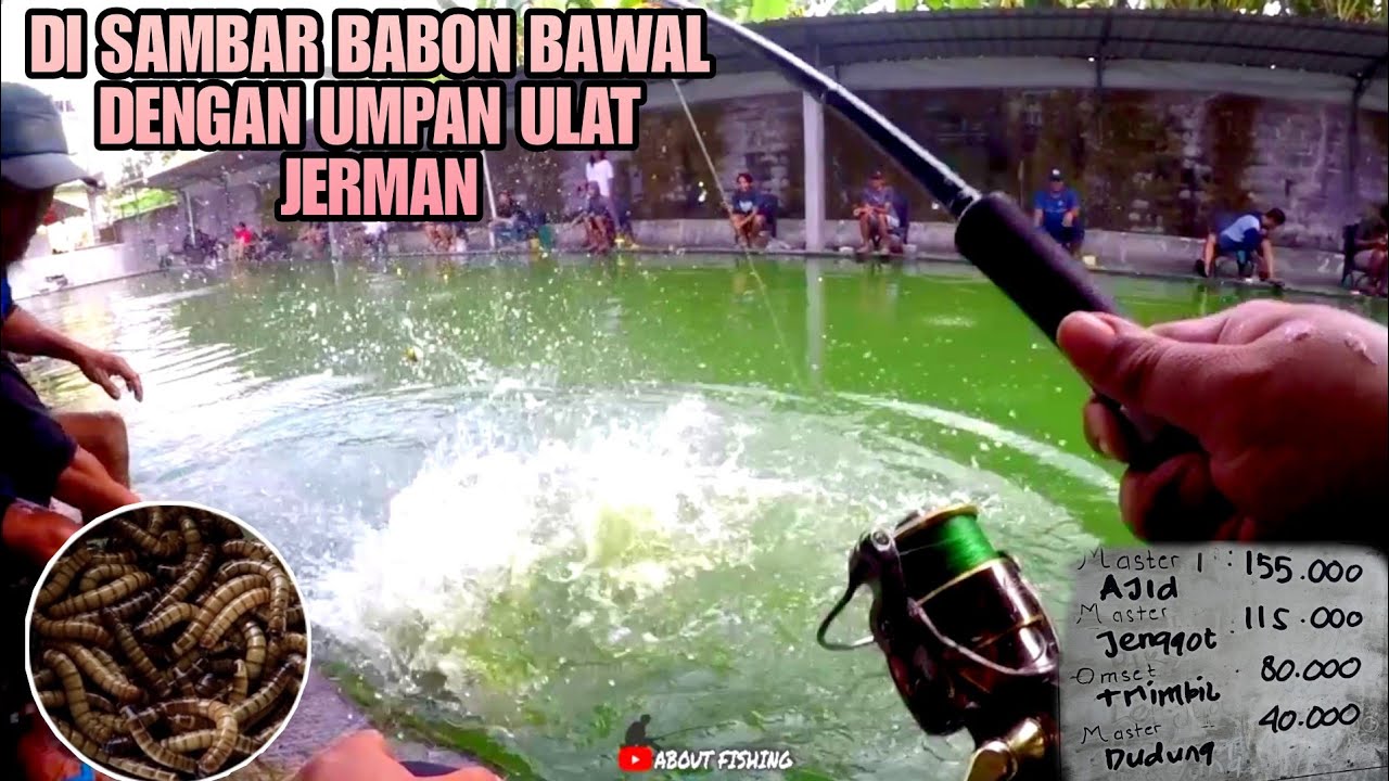 Disambar Babon Bawal Dengan Umpan Ulat Jerman ‼️