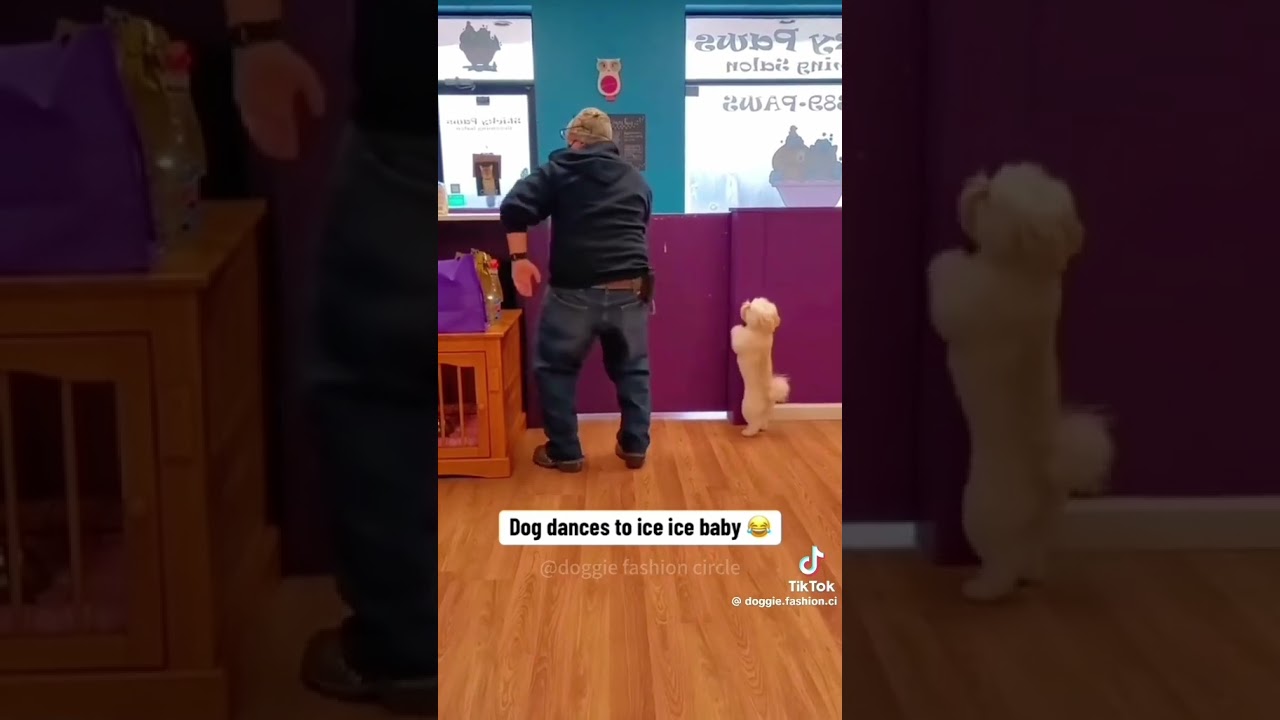 peritos graciosos #peritos 🐶