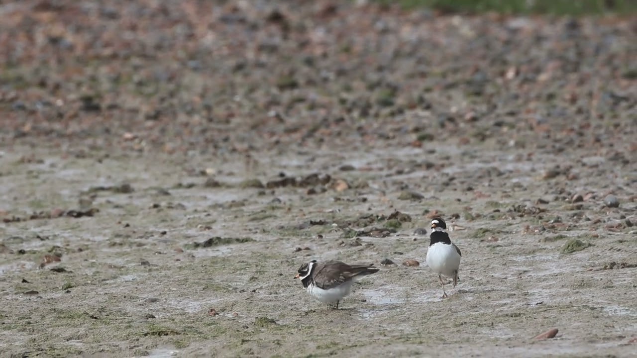 Ringed Plover courtship at Rye Harbour Nature Reserve